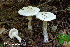  (Amanita abrupta - MQ21-HRL2641-QFB32855)  @11 [ ] Copyright (c) (2018) Renee Lebeuf Mycoquebec