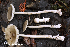  (Amanita sp. QUE-03 - MQ21-HRL3178-QFB32863)  @11 [ ] Copyright (c) (2020) Renee Lebeuf Mycoquebec