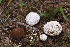  (Lycoperdon marginatum - MQ22-HRL3349)  @11 [ ] Copyright (2021) Renee Lebeuf Unspecified