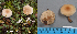  (Clitocybe sp - MQ23-HL1909)  @11 [ ] copyright (c) (2022) Herman Lambert Unspecified