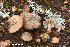  (Inocybe caprimulgi - MQ23-HRL3863)  @11 [ ] copyright © (2022) Renee Lebeuf Unspecified