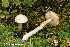  (Leccinum holopus - MQ23-HRL3867)  @11 [ ] copyright © (2022) Renee Lebeuf Unspecified