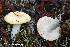  (Russula decolorans - MQ23-HRL3876)  @11 [ ] copyright © (2022) Renee Lebeuf Unspecified