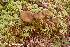  (Cortinarius chrysolitus - MQ23-HRL3877)  @11 [ ] copyright © (2022) Renee Lebeuf Unspecified