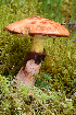  (Suillus spectabilis - MQ23-HRL3881)  @11 [ ] copyright © (2022) Renee Lebeuf Unspecified