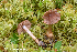  (Cortinarius harvardensis - MQ23-HRL3884)  @11 [ ] copyright © (2022) Renee Lebeuf Unspecified