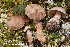  (Cortinarius suberi - MQ23-HRL3901)  @11 [ ] copyright © (2022) Renee Lebeuf Unspecified