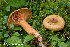  (Lactarius aurantiosordidus - MQ23-HRL3906)  @11 [ ] copyright © (2022) Renee Lebeuf Unspecified