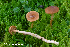  (Cortinarius abiegnus - MQ23-HRL3912)  @11 [ ] copyright © (2022) Renee Lebeuf Unspecified