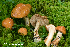  (Cortinarius multiformis - MQ23-HRL3913)  @11 [ ] copyright © (2022) Renee Lebeuf Unspecified