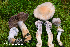  (Cortinarius camphoratus - MQ23-HRL3914)  @11 [ ] copyright © (2022) Renee Lebeuf Unspecified