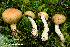  (Cortinarius subtortus - MQ23-HRL3918)  @11 [ ] copyright © (2022) Renee Lebeuf Unspecified