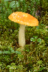  (Hygrophorus speciosus - MQ23-HRL3924)  @11 [ ] copyright © (2022) Renee Lebeuf Unspecified