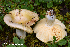 (Russula pubescens - MQ23-HRL3930)  @11 [ ] copyright © (2022) Renee Lebeuf Unspecified
