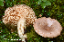  (Lactarius caespitosus - MQ23-HRL3932)  @11 [ ] copyright © (2022) Renee Lebeuf Unspecified