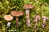  (Cortinarius pholideus - MQ23-HRL3945)  @11 [ ] copyright © (2022) Renee Lebeuf Unspecified