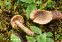  (Cortinarius ochrophyllus - MQ23-HRL3946)  @11 [ ] copyright © (2022) Renee Lebeuf Unspecified