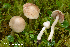  (Inocybe pudica - MQ23-HRL3949)  @11 [ ] copyright © (2022) Renee Lebeuf Unspecified