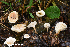  (Leucocybe candicans - MQ23-HRL3951)  @11 [ ] copyright © (2022) Renee Lebeuf Unspecified