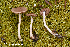  (Cortinarius latiodistributus - MQ23-HRL3978)  @11 [ ] copyright © (2022) Renee Lebeuf Unspecified