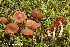  (Cortinarius mammillatus - MQ23-HRL3982)  @11 [ ] copyright © (2022) Renee Lebeuf Unspecified