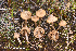  (Inocybe lacera - MQ23-HRL4006)  @11 [ ] copyright © (2022) Renee Lebeuf Unspecified