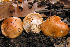  (Hygrophorus subsalmonius - MQ22-HRL0064)  @11 [ ] Copyright (2007) Renee Lebeuf Unspecified