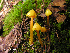  (Hygrocybe acutoconica var. microspora - MQ23-HRL0119)  @11 [ ] copyright © (2008) Renee Lebeuf Unspecified