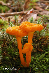  (Hygrocybe cantharellus - MQ22-HRL0738-QFB33152)  @11 [ ] Copyright (c)  Renee Lebeuf Unspecified