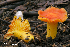  (Hygrocybe sp - MQ23-HRL0808)  @11 [ ] copyright © (2011) Renee Lebeuf Unspecified