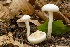  (Hygrophorus discoxanthus - MQ23-HRL0859)  @11 [ ] copyright © (2011) Renee Lebeuf Unspecified