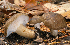  (Hygrophorus camarophyllus - MQ23-HRL1036)  @11 [ ] copyright © (2011) Renee Lebeuf Unspecified