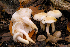  (Hygrophorus laurae - MQ23-HRL1664)  @11 [ ] copyright © (2013) Renee Lebeuf Unspecified