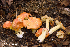  (Hygrocybe aurantiosplendens - MQ23-HRL2176)  @11 [ ] copyright © (2015) Renee Lebeuf Unspecified