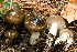  (Hygrophorus fuligineus - MQ23-HRL2229)  @11 [ ] copyright © (2015) Renee Lebeuf Unspecified