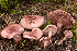  (Hygrophorus capreolarius - MQ22-HRL2457)  @11 [ ] Copyright (2017) Renee Lebeuf Unspecified