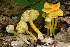  (Hygrocybe chlorophana - MQ23-HRL3703)  @11 [ ] copyright © (2022) Renee Lebeuf Unspecified