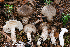  (Hygrophorus inocybiformis - MQ23-HRL4118)  @11 [ ] copyright © (2022) Renee Lebeuf Unspecified