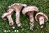  (Hygrophorus purpurascens - MQ24-HRL4356)  @11 [ ] by-nc (2023) Renee Lebeuf Unspecified