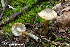  (Inocybe coelestium - MQ23-HRL2629)  @11 [ ] copyright © (2018) Renee Lebeuf Unspecified