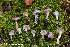  (Inocybe aphroditeana - MQ23-HRL3550)  @11 [ ] copyright © (2021) Renee Lebeuf Unspecified