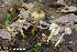  (Inocybe fuscicothurnata - MQ23-HRL3818)  @11 [ ] copyright © (2022) Renee Lebeuf Unspecified