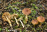  (Inocybe vaccina - MQ23-HRL4021)  @11 [ ] copyright © (2022) Renee Lebeuf Unspecified