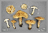  (Inocybe submuricellata - MQ23-CMMF026394)  @11 [ ] by-nc (2014) Jacqueline Labrecque Unspecified