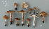  (Inocybe griseovelata - MQ24-RPL30338-CMMF27291)  @11 [ ] by-nc (2006) Jacqueline Labrecque Unspecified