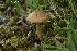  (Inocybe obtusiuscula - MQ23-CMMF026556)  @11 [ ] (by-nc) (2021) Patrick Poitras Unspecified