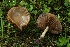  (Cyclocybe erebia - MQ23-CMMF026558)  @11 [ ] (by-nc) (2022) Patrick Poitras Unspecified