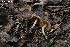  (Cortinarius atroalbus - MQ23-CMMF026569)  @11 [ ] (by-nc) (2022) Patrick Poitras Unspecified