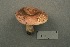  (Russula faginea - MQ21-CMMF001426)  @11 [ ] by-nc-nd (1991) Yves Lamoureux Universite de Montreal, Biodiversity Center