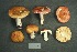  (Russula sp._betuletorum-1 - MQ21-CMMF000161)  @11 [ ] by-nc-nd (1988) Yves Lamoureux Universite de Montreal, Biodiversity Center